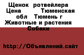 Щенок  ротвейлера › Цена ­ 500 - Тюменская обл., Тюмень г. Животные и растения » Собаки   